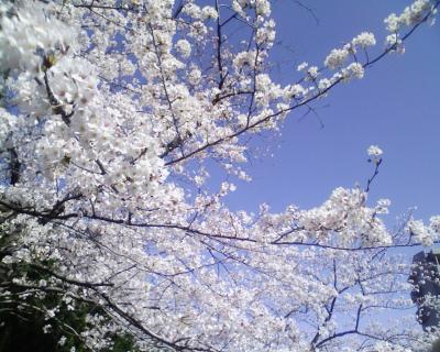 Ya están los cerezos en flor en Japón